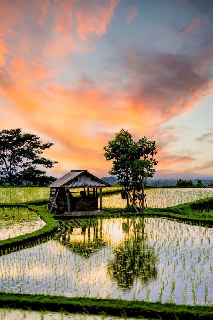 Pemandangan Desa